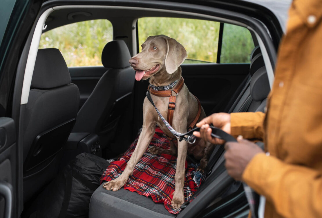 Kutyabarát autó kialakítása