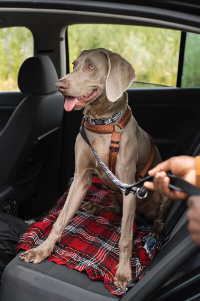 Kutyabarát autó kialakítása